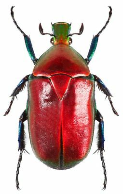 Torynorrhina flammea red ONE REAL SCARAB BEETLE THAILAND UNMOUNTED